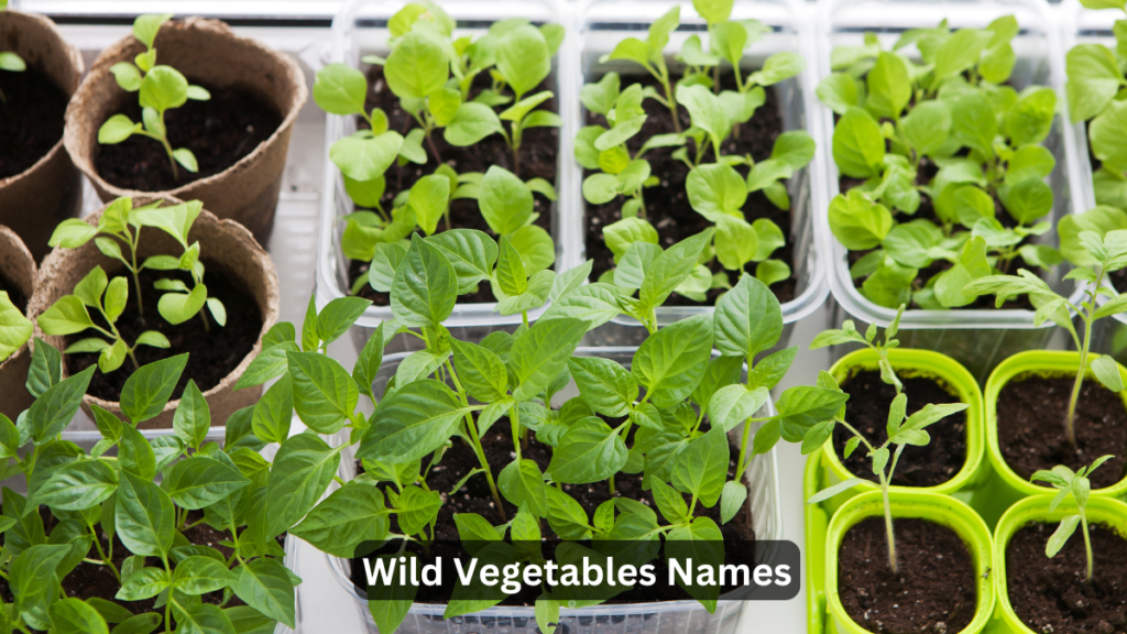 जंगली सब्जियों के नाम Wild Vegetables Names